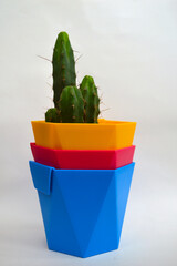 Cacti in colorful pots of blue, yellow, ruby ​​on a white background. Home plants. Bright colours