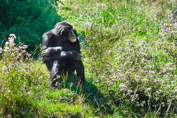A dreamy chimpanzee sits on the grass on a sunny day and holds a flower in his mouth.