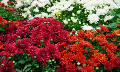 Autumn flower bed with red-orange and white chrysanthemums (Chrysanthemum morifolium) with bright green leaves in October. Selective focus   