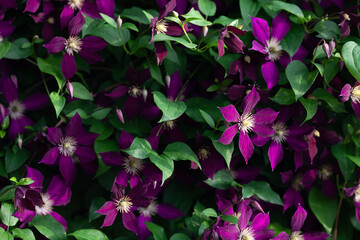 Blooming purple clematis flowers covering a fence. Flowers gardening. Selective focus.