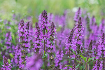 Many beautiful lilac and purple flowers in a Russian field on a warm summer day.