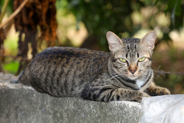 Close up gray cat house is sit down and rest on the old wall near the garden at thailand