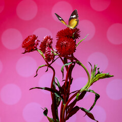 Flowers and Butterfly