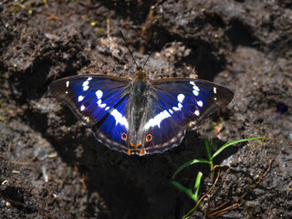 A large Purple Emperor butterfly (Apatura ilia) sits on the land on a sunny summer day