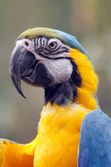 retrato del Guacamayo