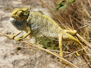la tranquilidad del camaleon