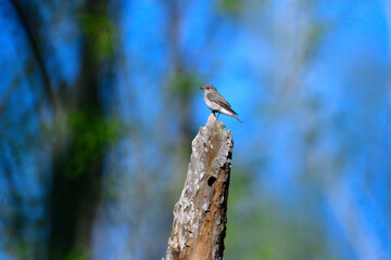Grauschnäpper (Muscicapa striata) auf einer Sitzwarte	