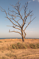 dead tree in the desert