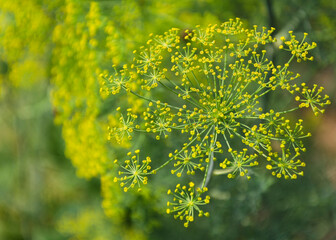 Obraz premium Blooming dill garden or smelly (Lat. Anethum graveolens)