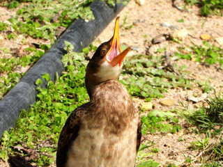 Cormorant calling