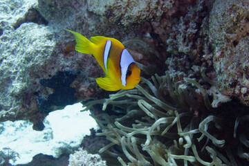 Two band anemonefish (Amphiprion bicinctus) in Red Sea