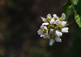 Soft focus of Blackberry fruit flowers (Rubus fruticosus) with pink shade blossoming