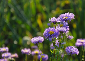 Symphyotrichum novae-angliae Michaelmas chamomile in bloom, autumn decorative herbaceous perennial 2