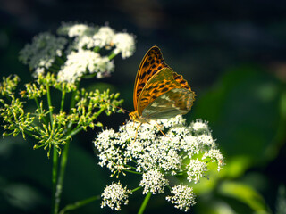 Bright orange large mother of pearl butterfly sitting on a white flower against blurred green grass