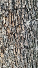 bark of a tree