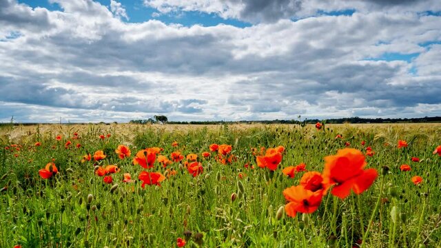 Time Lapse Of Red Poppies Blooming in a field amongst Bearded Barley near Thirsk, North Yorkshire,UK