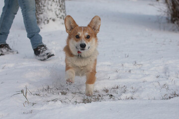 dog running in the snow