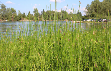 green grass on the river Bank in summer