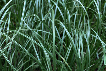 Green sedge