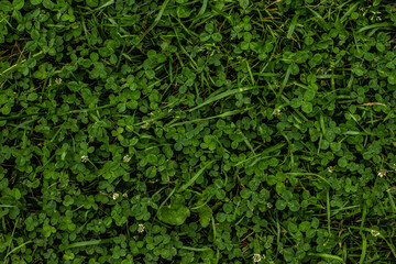 background shot of leafy greesn fresh grass lawn