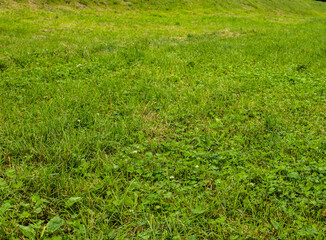 background shot of leafy greesn fresh grass lawn