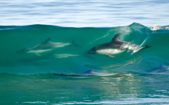 Delfines haciendo surf en Chile