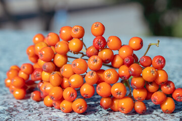 bunch of rowan berries