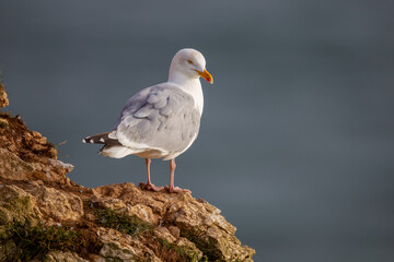 Herring Gull perched on the chalk cliffs at Bempton Cliffs North Yorkshire,UK