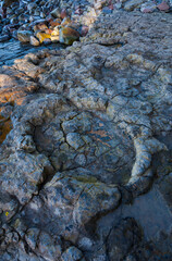 Largest ichnites of sauropod dinosaurs, La Griega Beach, Lastres - Llastres Village, Colunga Council, Asturias, Spain, Europe © JUAN CARLOS MUNOZ