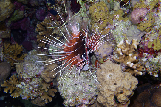 Radial firefish or Clearfin lionfish (Pterois radiata) in Red Sea