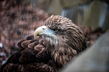 Face of a beautiful eagle