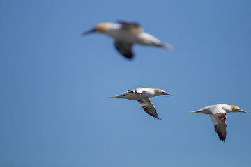 Northern Garnet flying against a blue sky at Bempton Cliffs North Yorkshire,UK