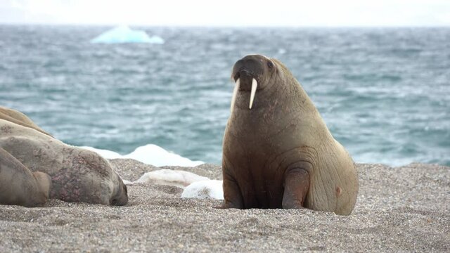 Walrus walking on shore. North Pole, Spitsbergen, Svalbard Norway.