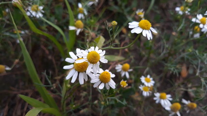 Kamillenblüten mit weißen Blütenblättern