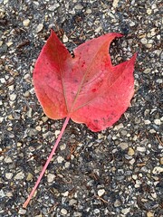 Red leaf