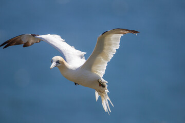 Fototapeta premium Northern Garnet flying against a blue sky at Bempton Cliffs North Yorkshire,UK