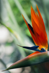 Flower strelizia close-up shooting on a blurred background.