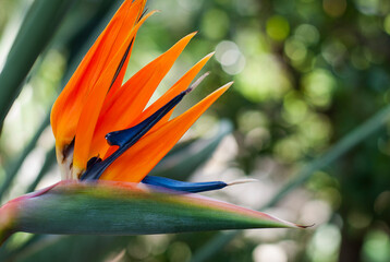 Flower strelizia close-up shooting on a blurred background.