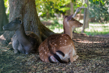 Two deer lie on the grass under a tree in the forest on a sunny day.
