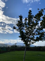 tree with clouds and a landscape in the background