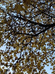 autumn tree