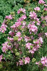 Fototapeta premium wild plant with lilac flowers close up