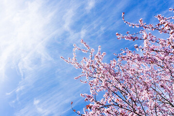 Cherry blossom tree in Japan Sakura tree. Pink color flower flakes outdoor background. Spring season in Asia. Bright pink white color floral texture. Empty copy space blue cloudy sky.