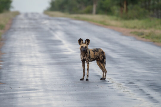 African wild dog (Lycaon pictus) in the Timbavati reserve, South Africa