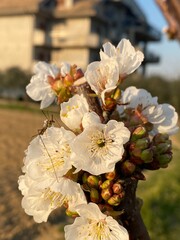 insect on a flower