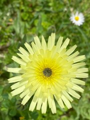 dandelion