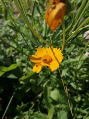 bee on a yellow flower