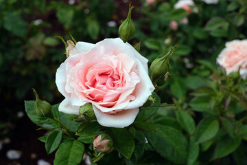 Beautiful pink English rose in summer