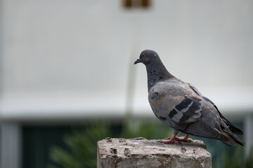 Close-up Pigeon Bird standing.