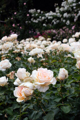 Obraz na płótnie Canvas Beautiful English rose garden in summer